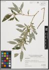 Foto von Salix triandra L.